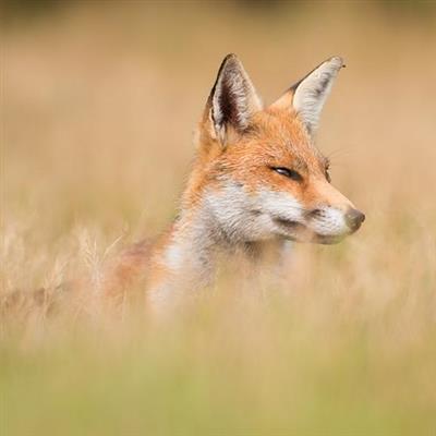 An Afternoon with a Fox