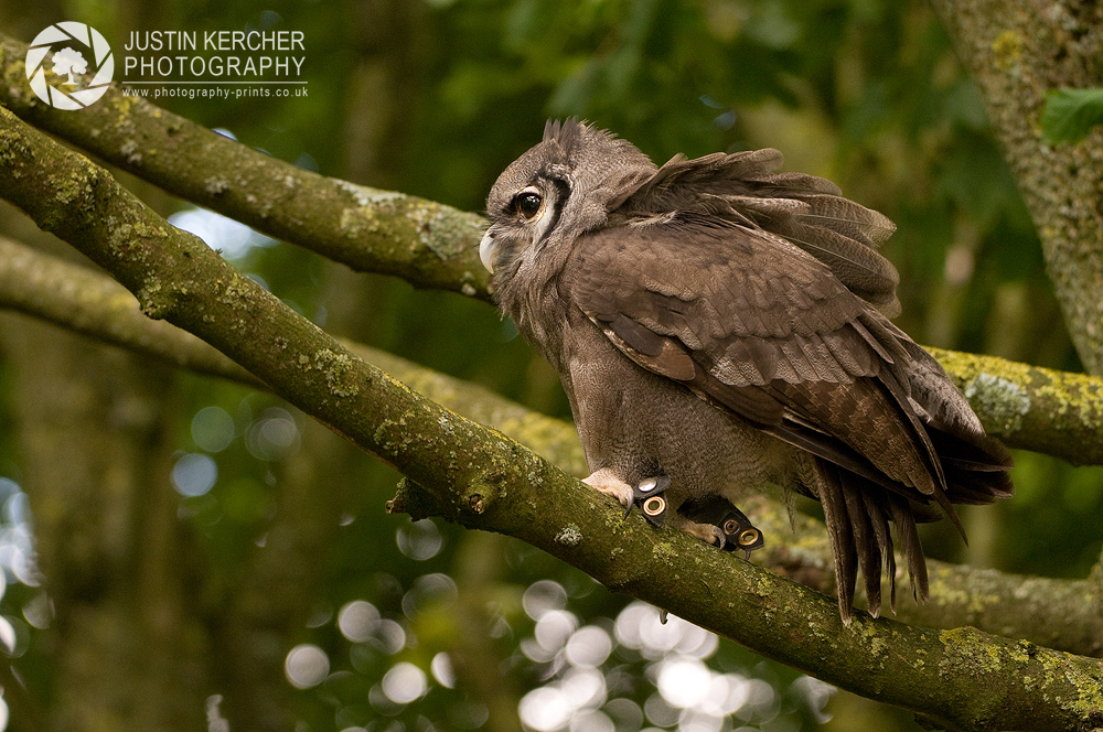 Milky Eagle Owl, (Verreaux Owl), Perched in Tree