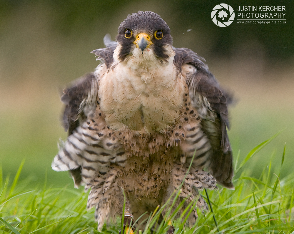 Peregrine Falcon Ruffle