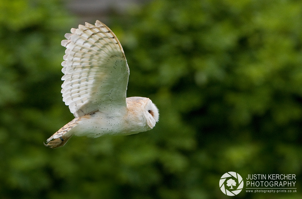 Barn Owl in Flight