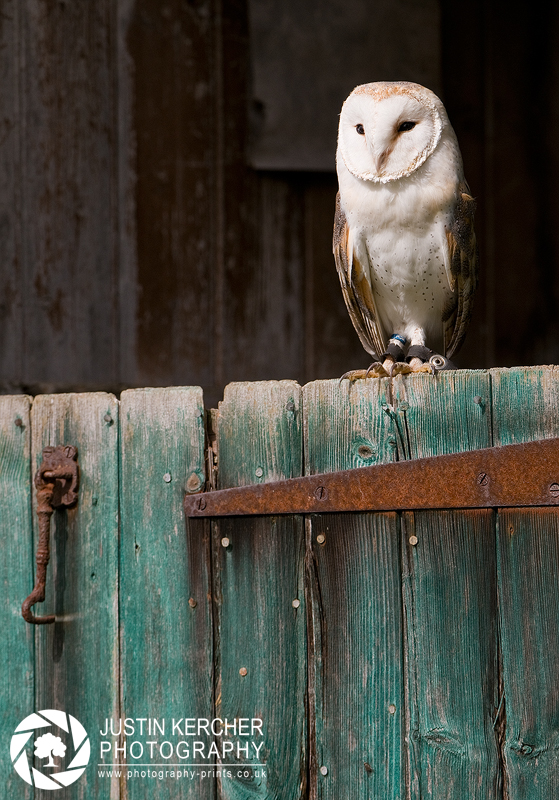 Barn Owl on Barn Door