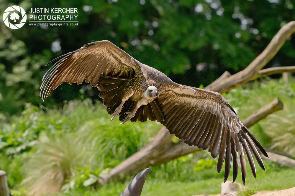 African White-backed Vulture Flight