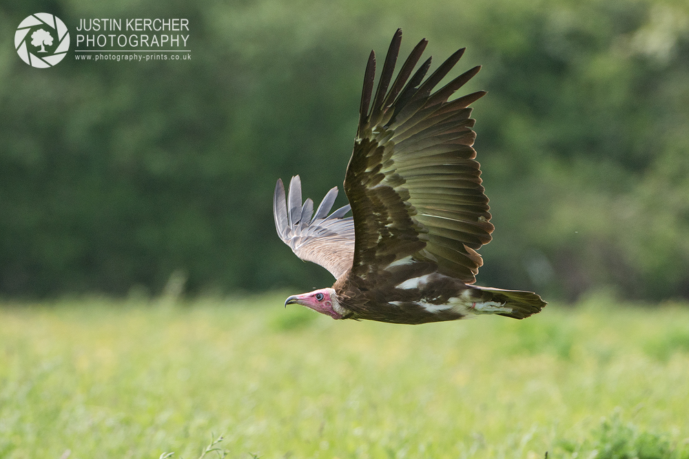 Hooded Vulture in Flight III