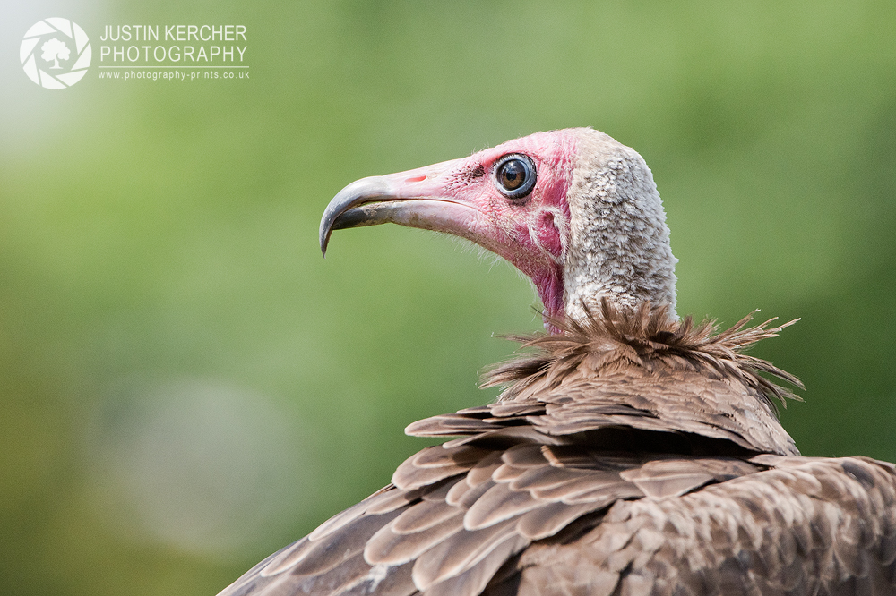 Hooded Vulture Profile