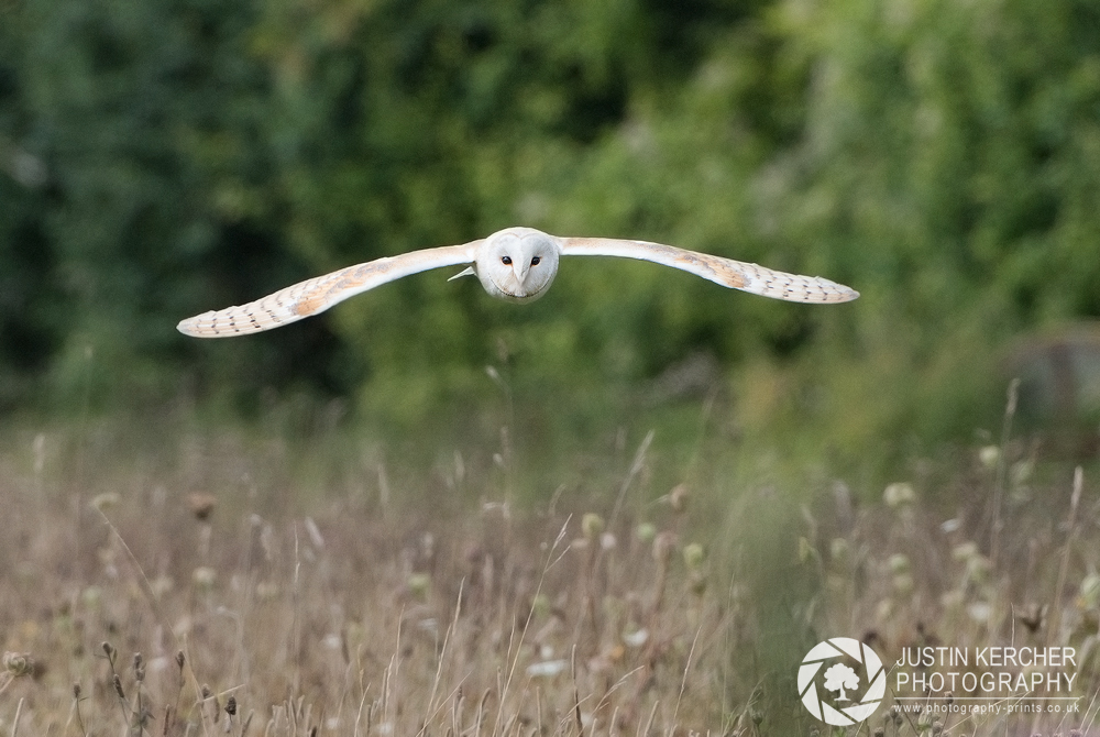 Barn Owl In Low Flight