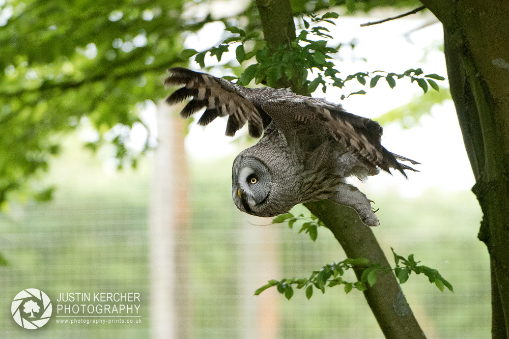Great Grey Owl in Flight V