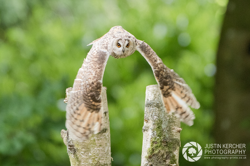 Long Earred Owl Take off