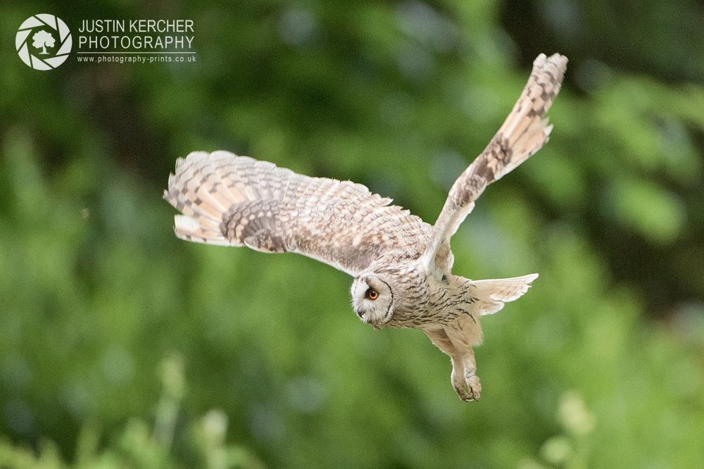 Long Earred Owl in Flight III