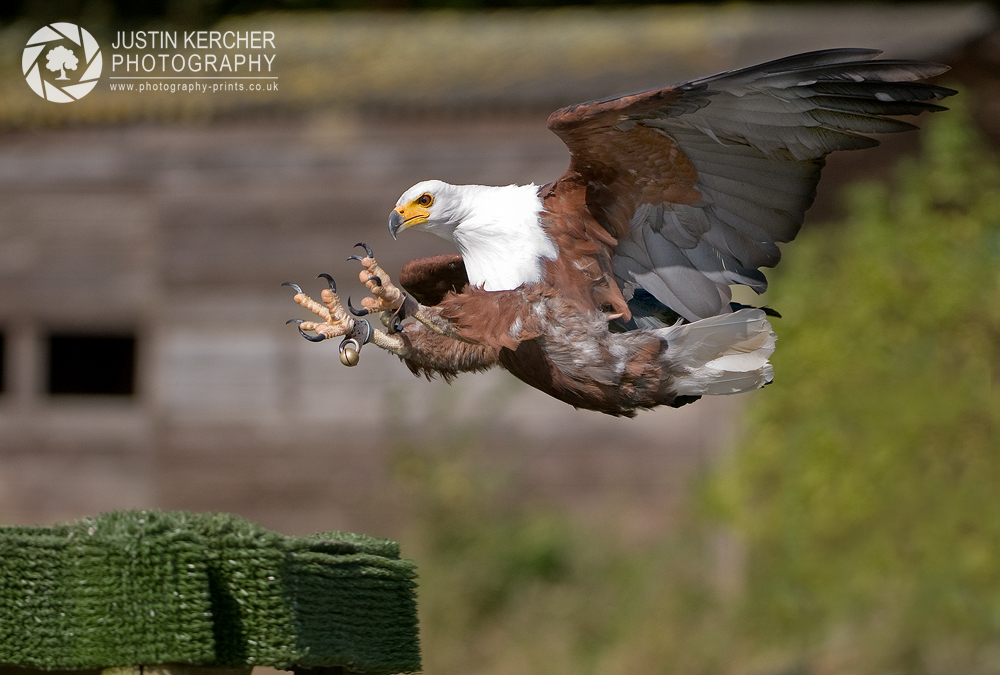 African Fish Eagle Diving
