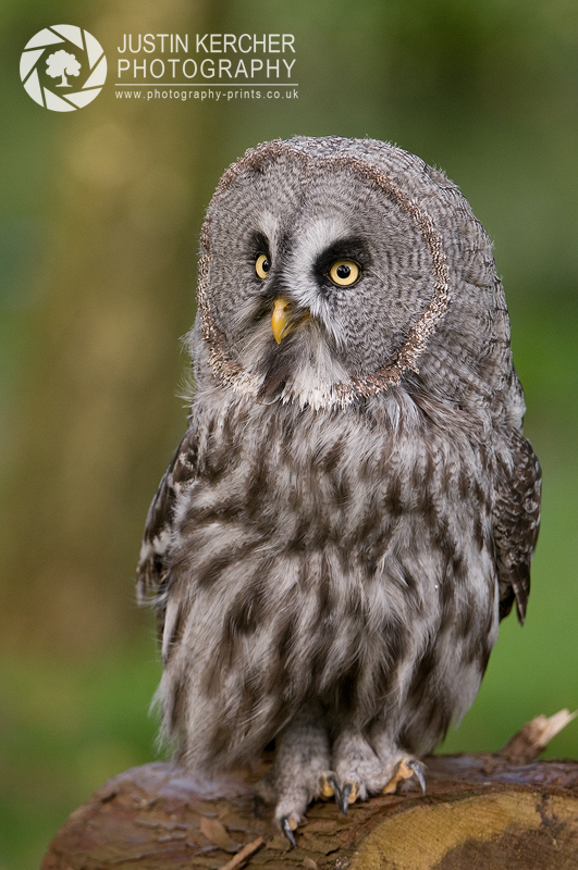 Great Grey Owl Portrait II