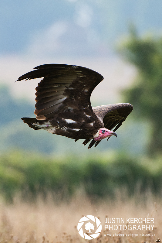 Hooded Vulture in Flight II