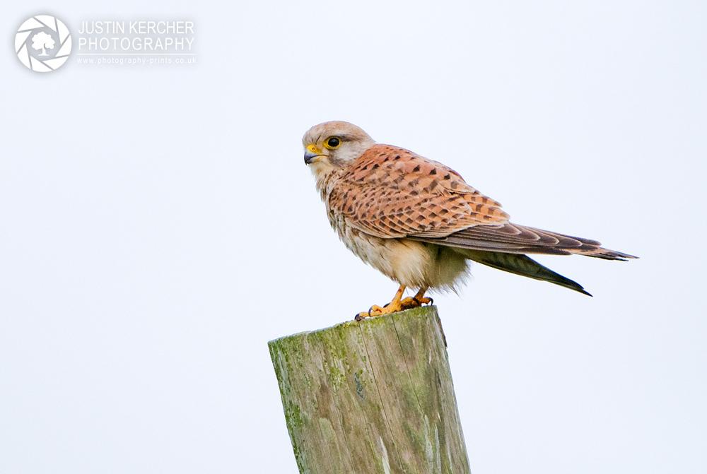Wild Kestral Perched on Pole