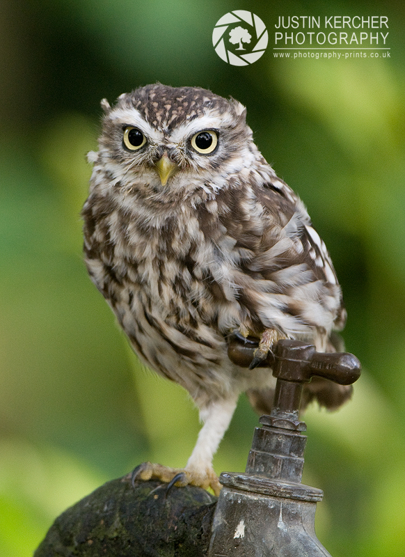 Little Owl on Tap
