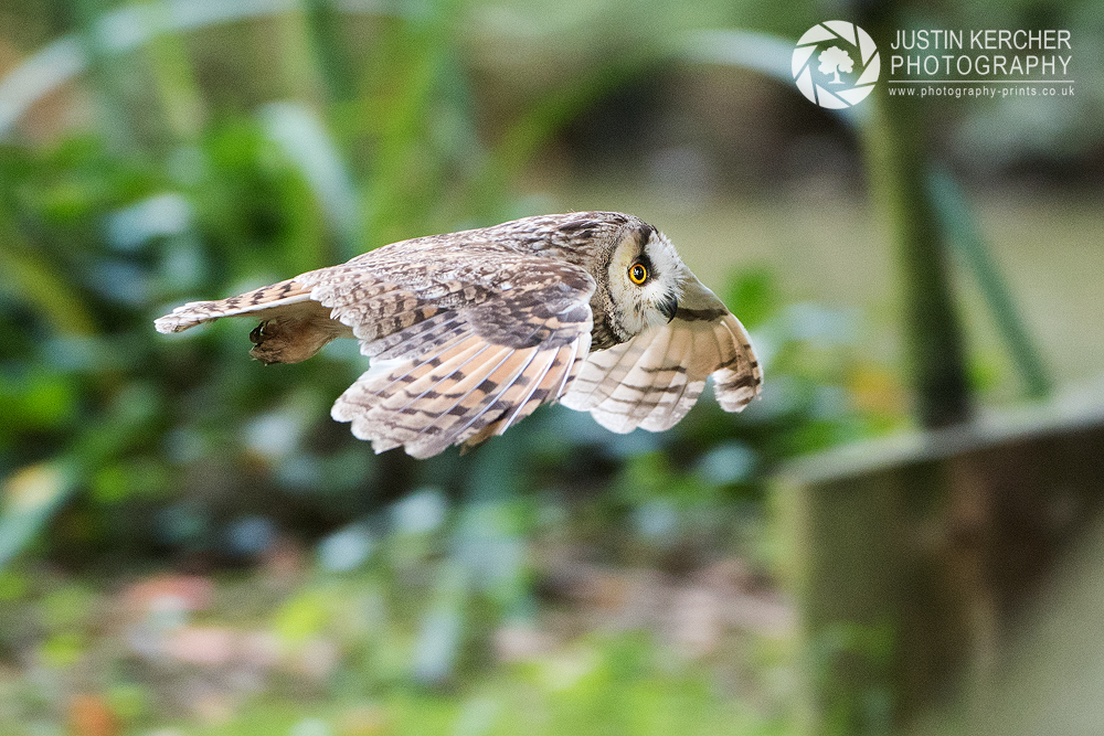 Long Eared Owl in Flight