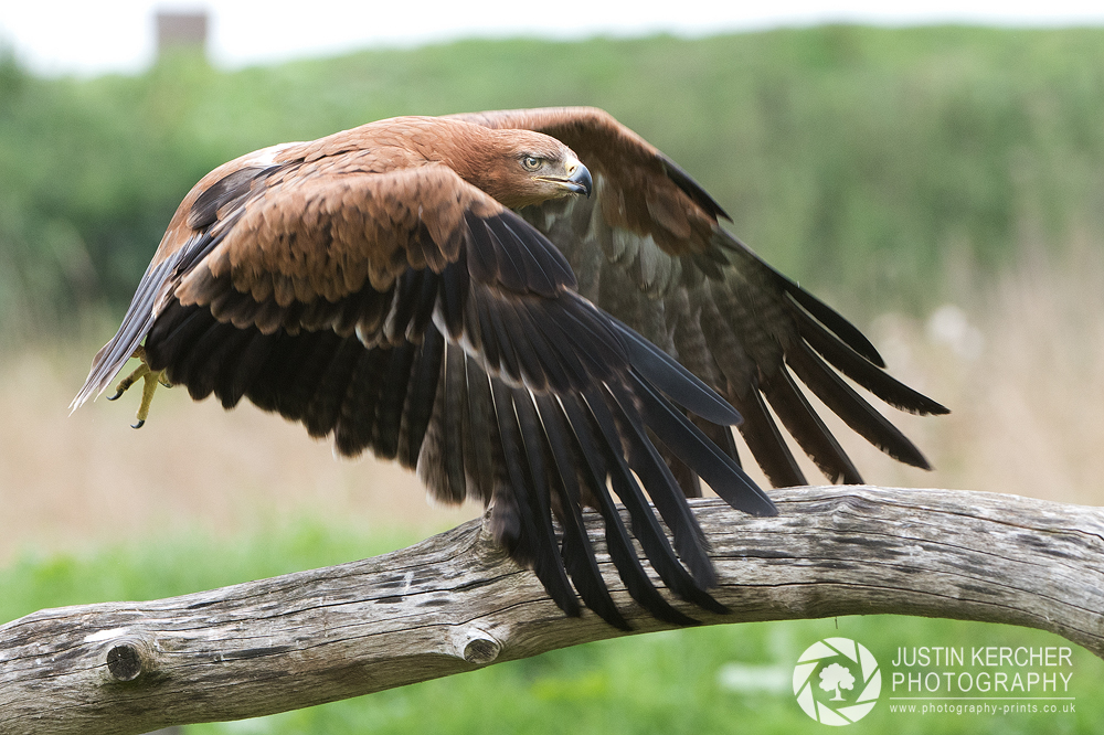 Tawny Eagle Taking off