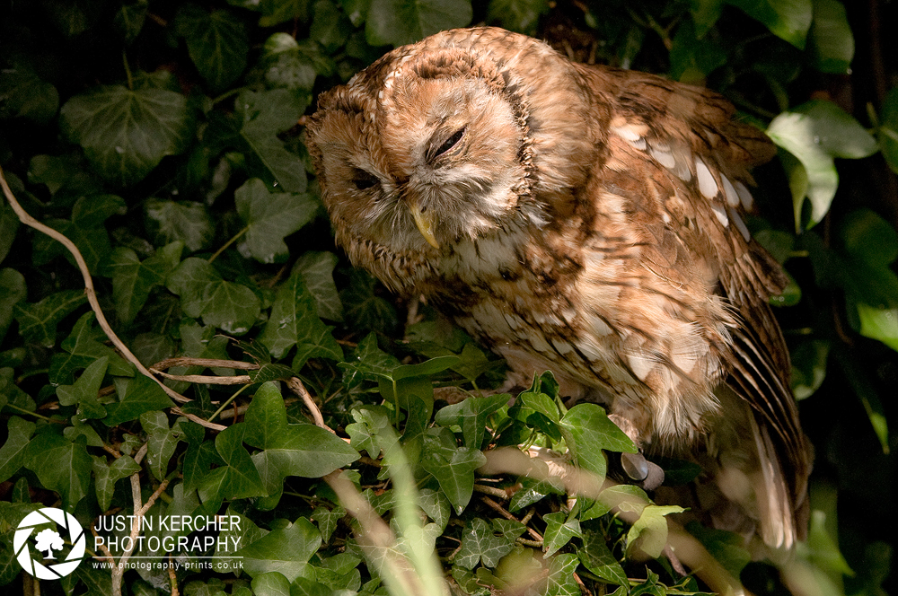 Tawny Owl in Bush