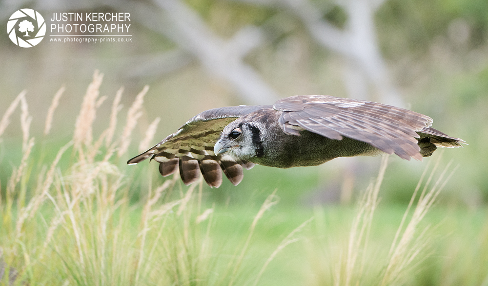 Verreaux's Eagle Owl in Flight