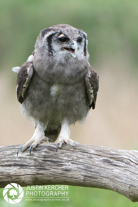 Verreaux's Eagle Owl Portrait