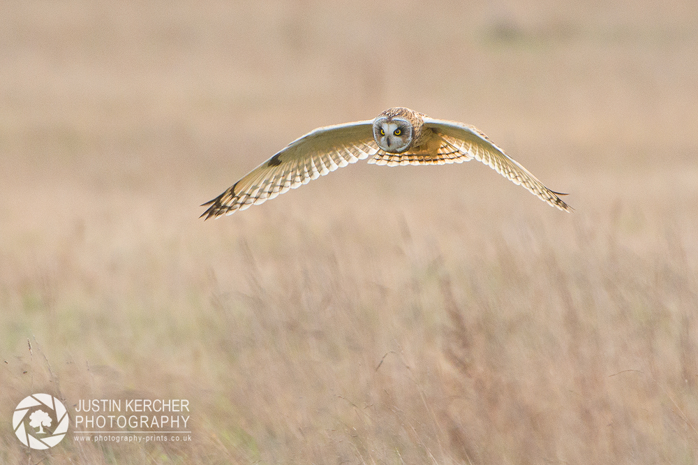 Wild Short Eared Owl in Flight VI