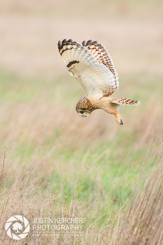 Wild Short Eared Owl in Flight VII
