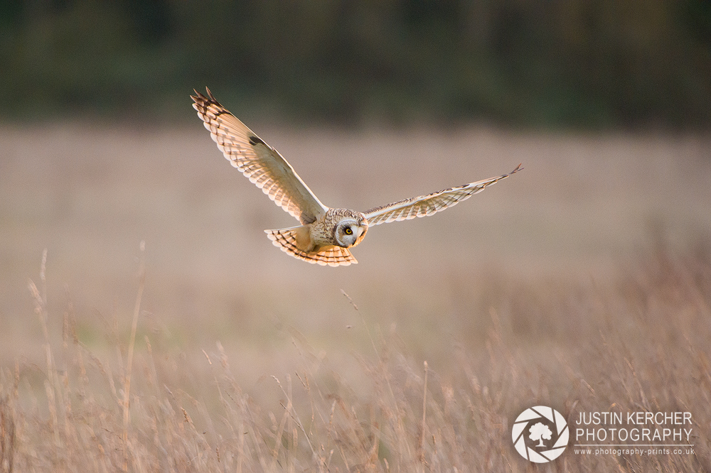 Wild Short Eared Owl in Flight XI