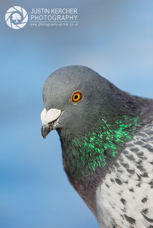 Pigeon Portrait