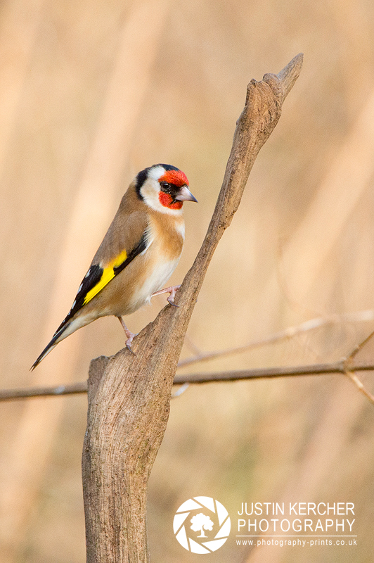 Goldfinch on Perch