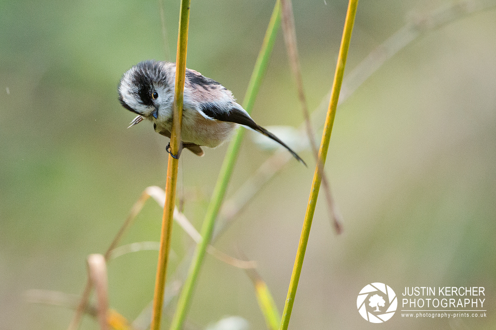 Long-tailed Tit on Reed II