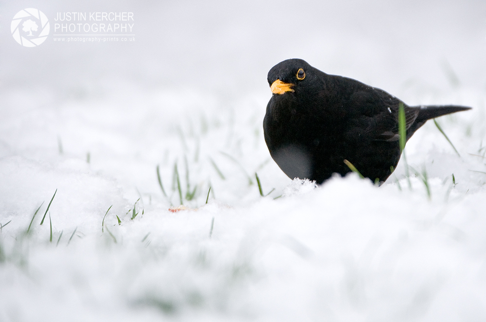 Black Bird in the Snow