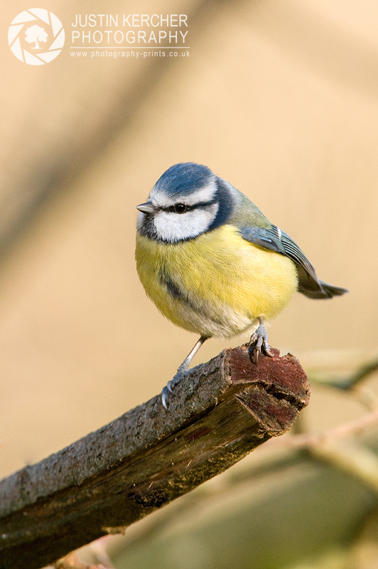 Blue Tit Perched on Branch II