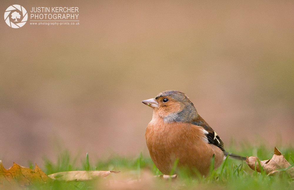 Chaffinch on Forest Floor I