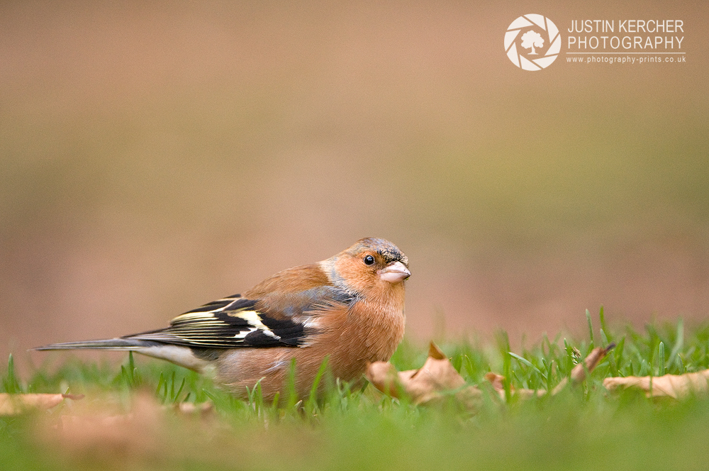 Chaffinch on Forest Floor II