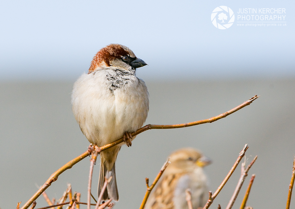 House Sparrow Perched