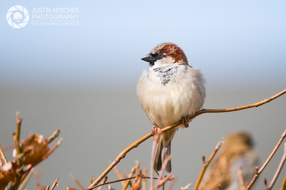 House Sparrow Perched II