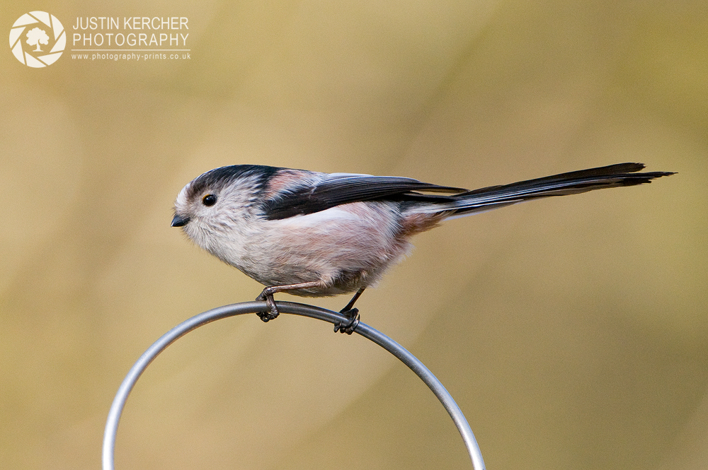 Longtail Tit on Feeder