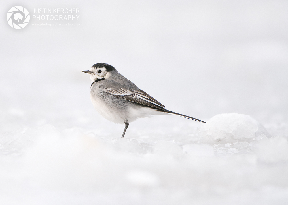 Pied Wagtail in the Snow