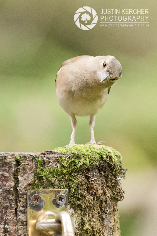Chaffinch on a Post