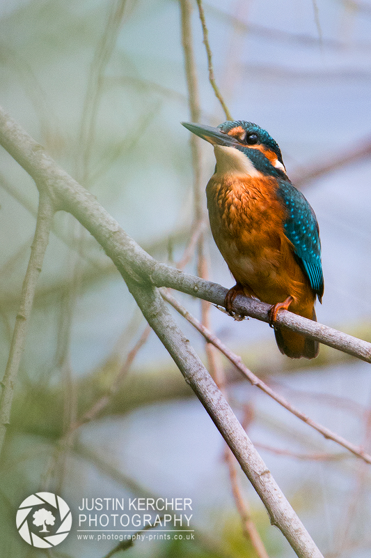Kingfisher in Reeds II