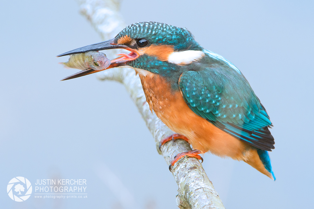 Female Kingfisher with young Perch