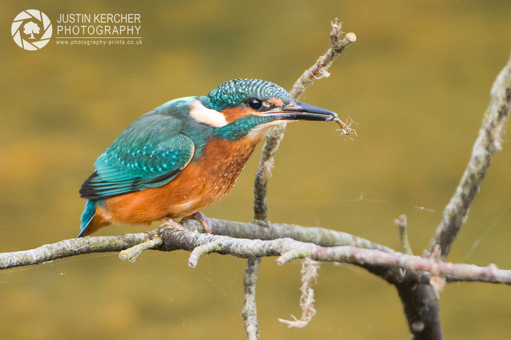 Male Kingfisher with Insect