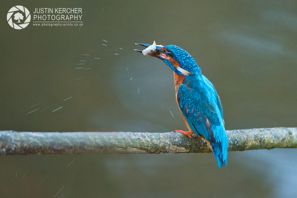 Kingfisher with Squirming Perch