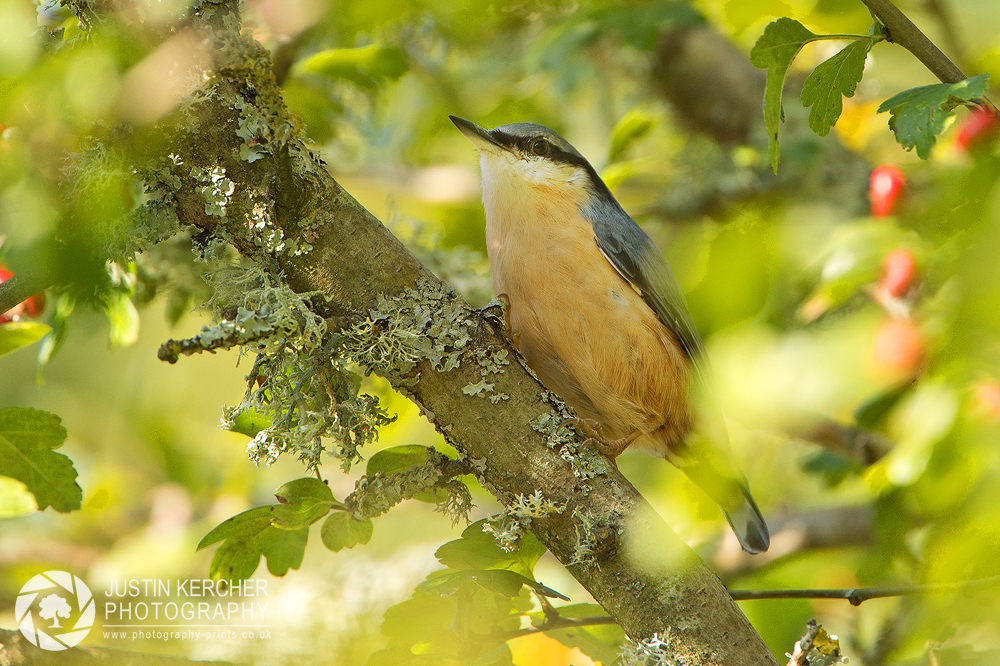 Nuthatch in Tree IV