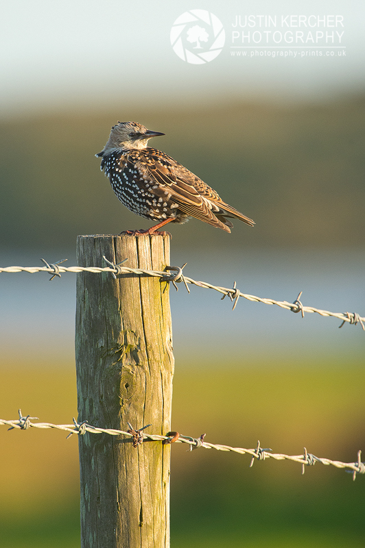 Starling on the Fence
