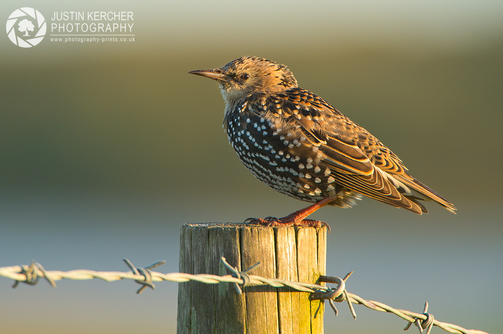Starling on the Fence II