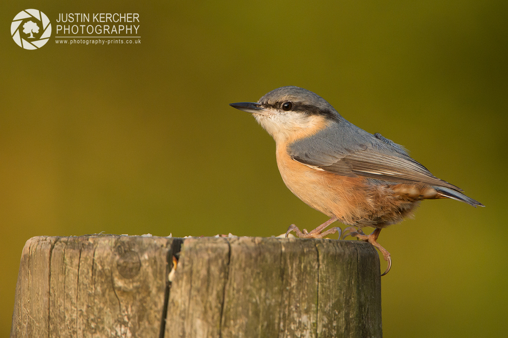 New Forest Nuthatch IV