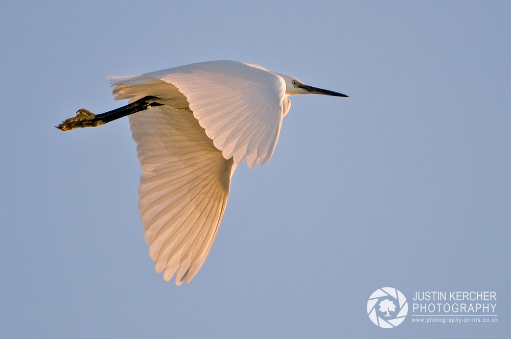 Golden Flight - Little Egret