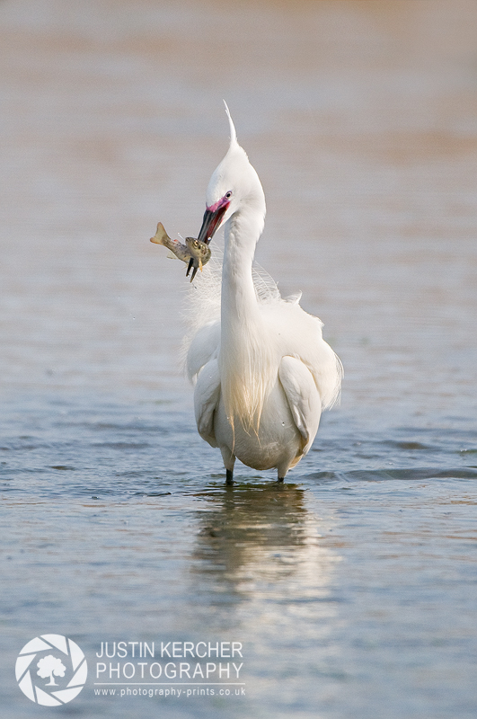 Little Egret Catching Fish