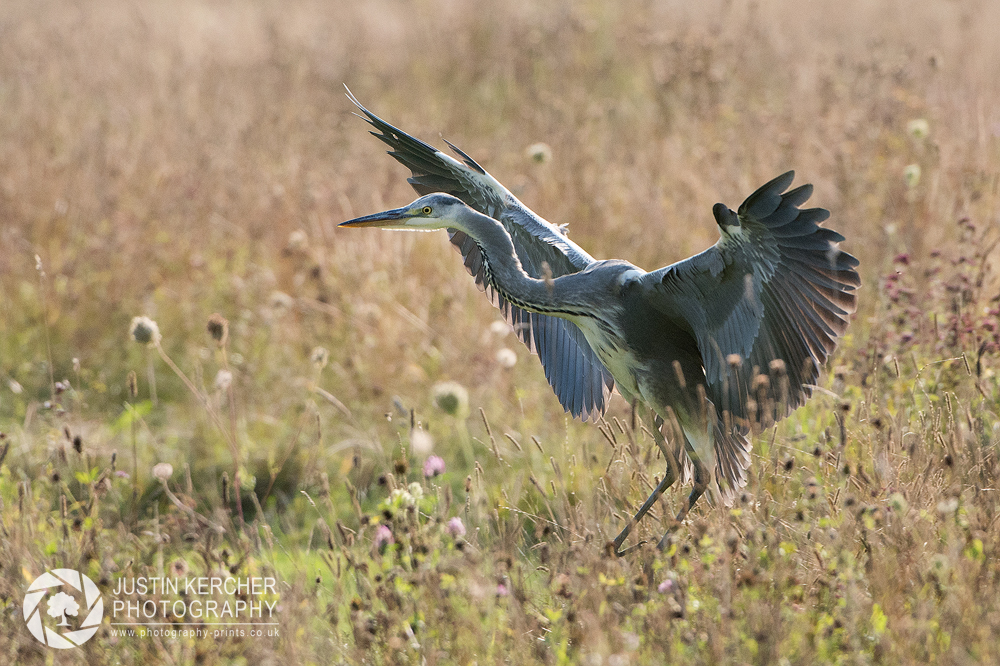 Grey Heron Landing in Field
