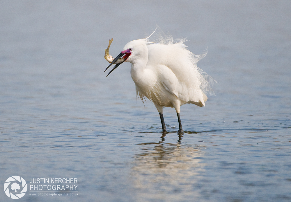 Egret with Catch