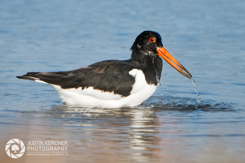Drenched Oystercatcher